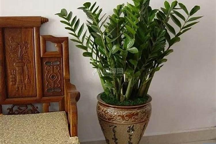 客厅放什么植物镇宅辟邪运气旺
