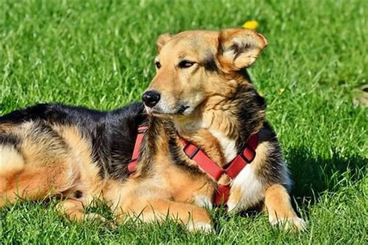 孕妇梦见好多狗追着自己跑