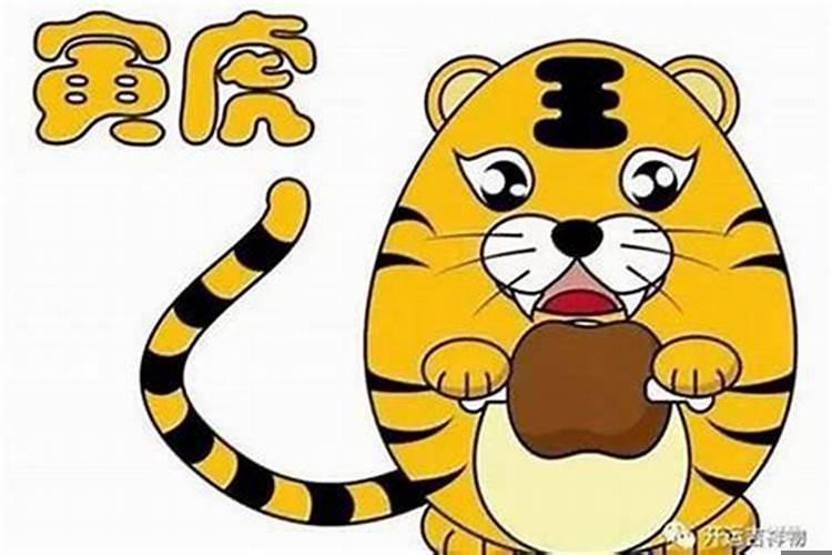 生肖猪生个虎宝宝好不好