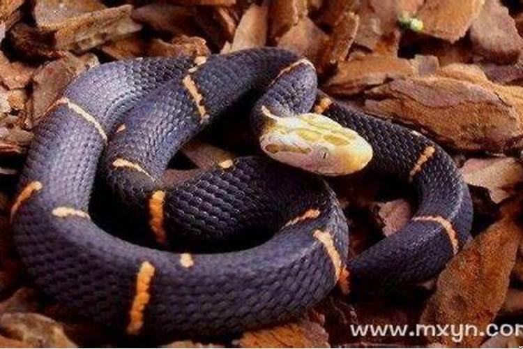 梦到蛇缠身什么原因？梦见蛇缠脖子是什么预兆周公解梦