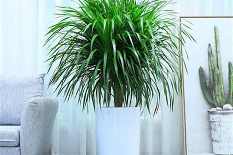 客厅放什么植物镇宅辟邪运气旺