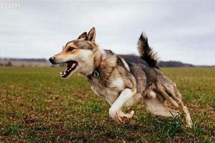 梦见被一只狗追着咬但是没有咬到怀孕