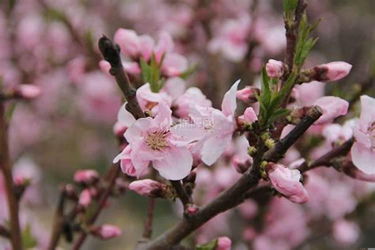 女生增加桃花运的方法