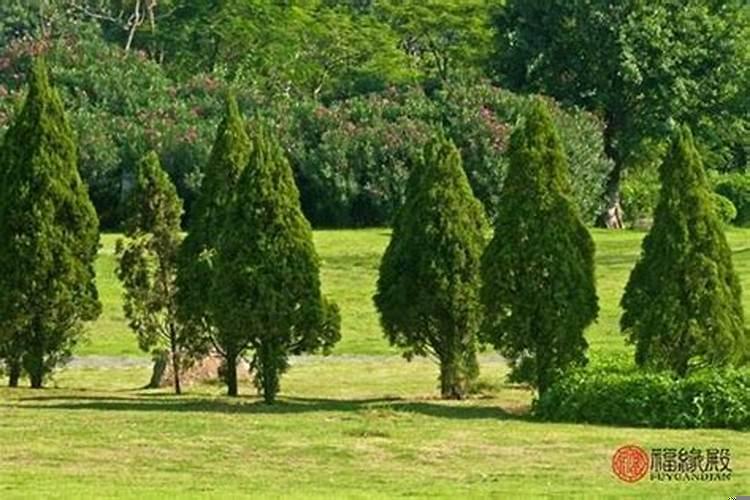 大林木生壁上土的孩子好吗