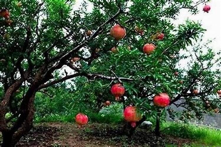 家里种石榴树好不好风水