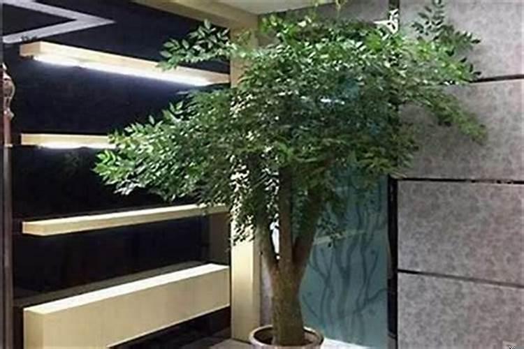 发财树摆在客厅的什么位置最招财