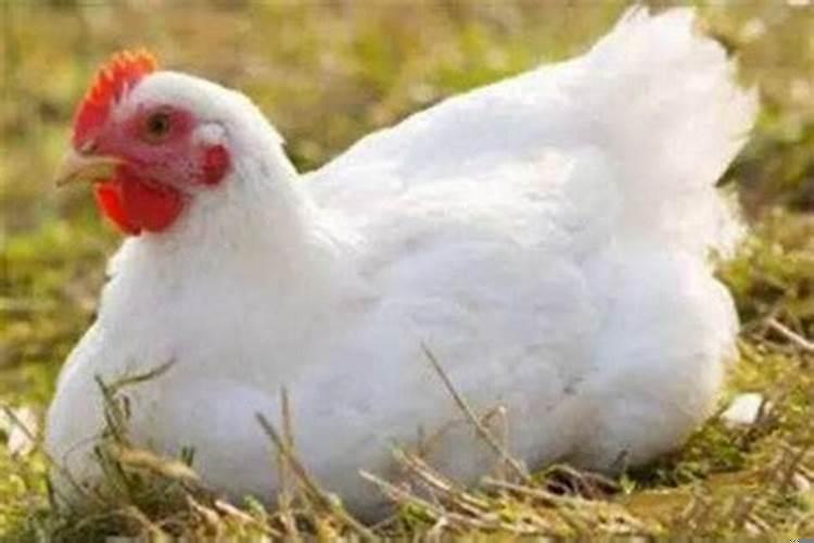 属兔出生三月好吗