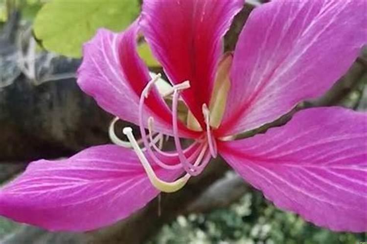 十二生肖十二花是什么花