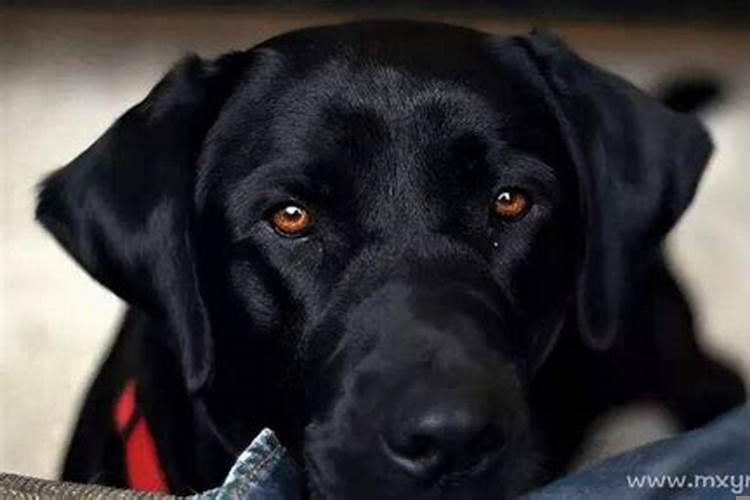 女人梦见黑狗是什么意思周公解梦