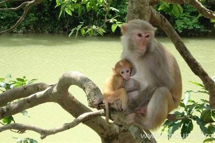 梦里梦见猴子是什么意思