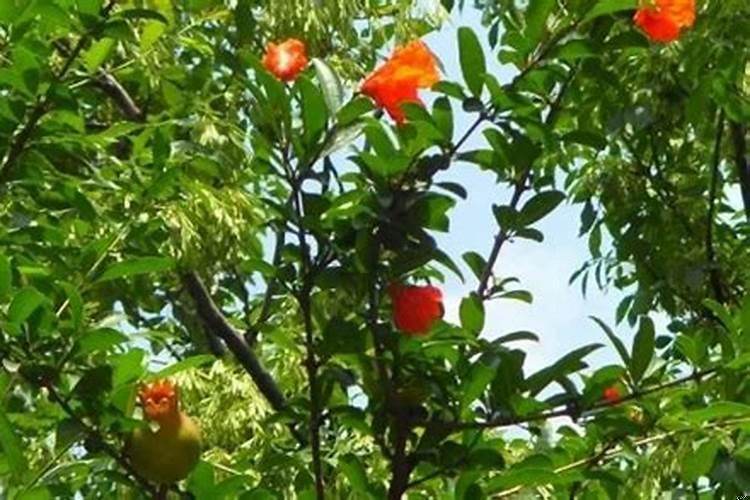 家里种石榴树好不好风水