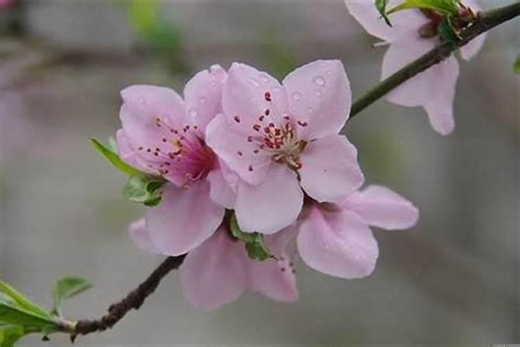 女生来桃花运之前的征兆