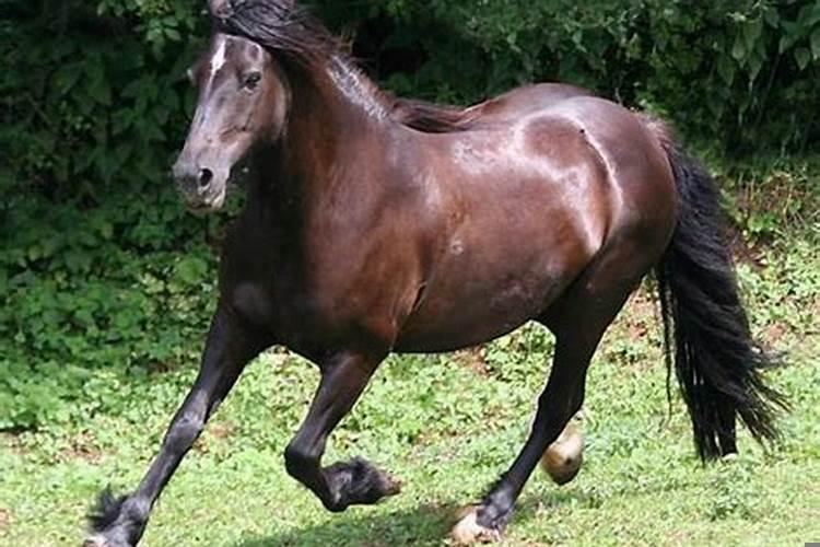 属牛和属马的夫妻怎么化解