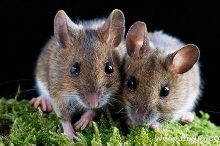 做梦梦见死老鼠是什么征兆