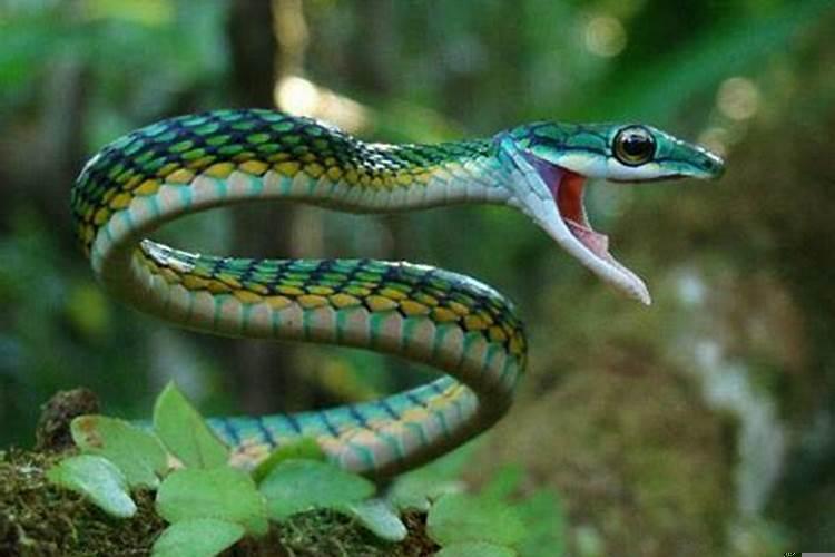 老是做关于蛇的梦是怎么了