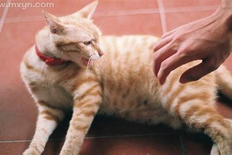 梦见被猫抓伤是什么预兆周公解梦