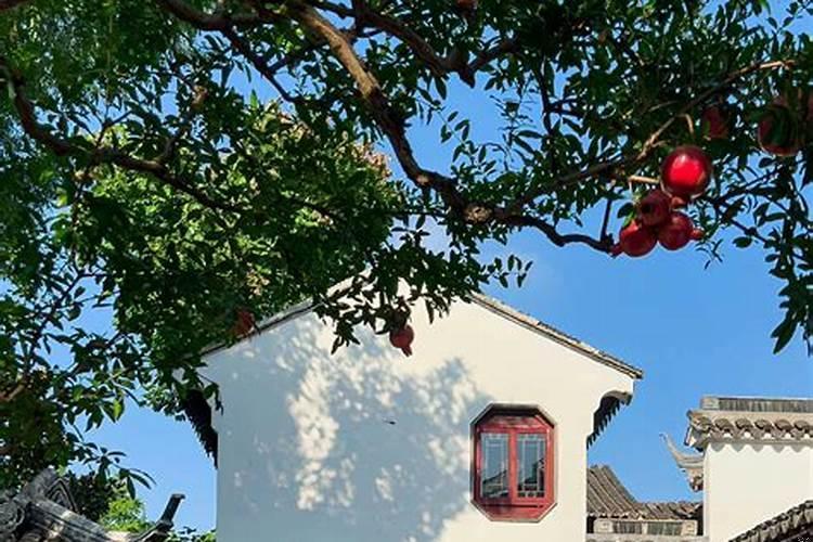 家里种石榴树好不好风水