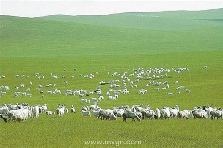 梦见羊群是什么预兆呢