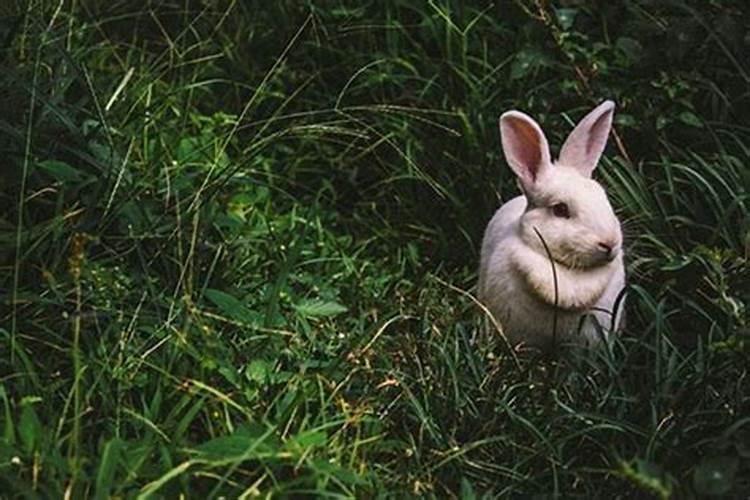 梦见死掉的兔子什么意思