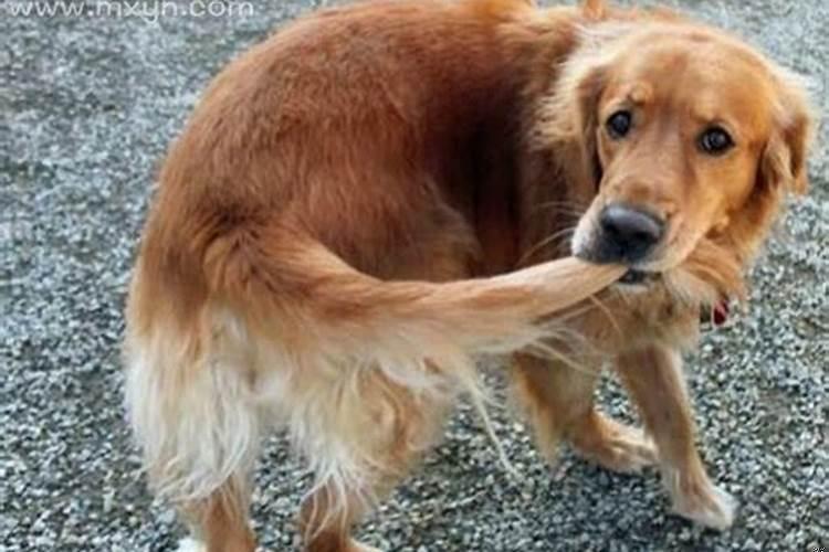 梦到狗生了一窝小狗仔是什么意思