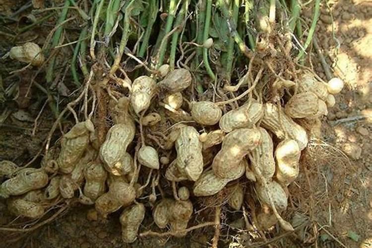 梦见在地里挖花生吃花生预示什么?