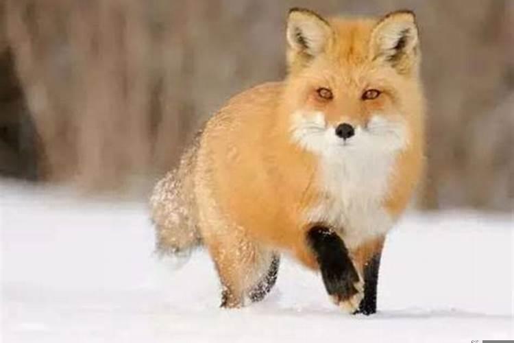 十二生肖中谁是狐狸