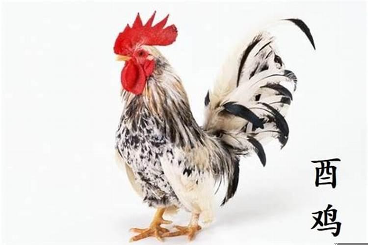 1993年属鸡人2022年全年运势