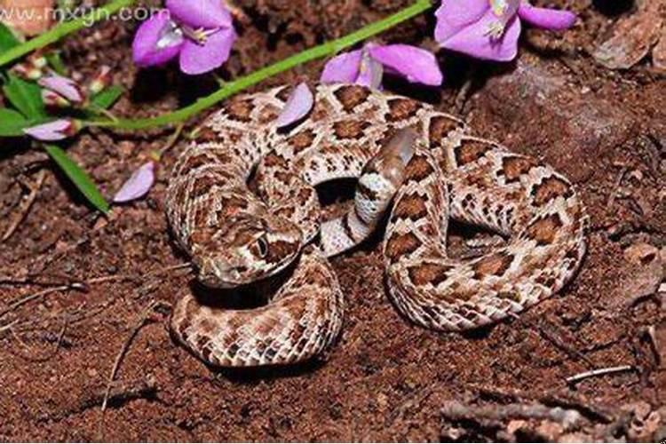 梦见姥爷被蛇咬了