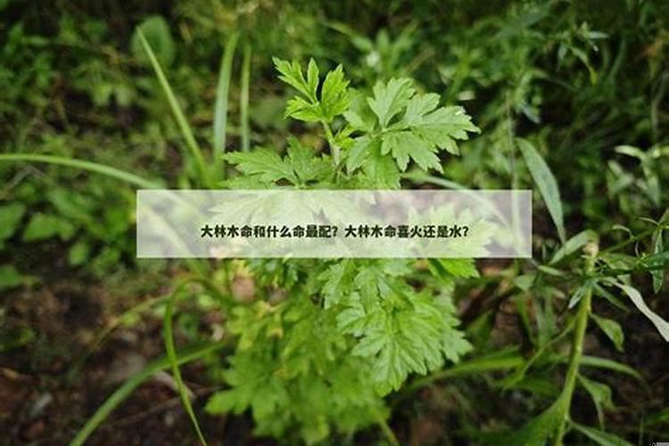 大林木生壁上土的孩子好吗