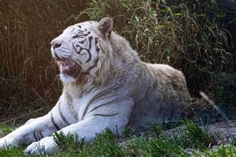 属狗男和属虎女在一起合适吗