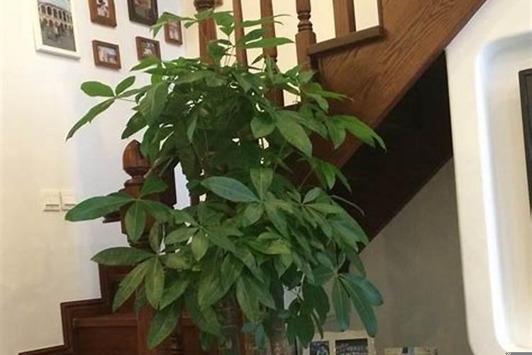 发财树摆在客厅的什么位置最招财