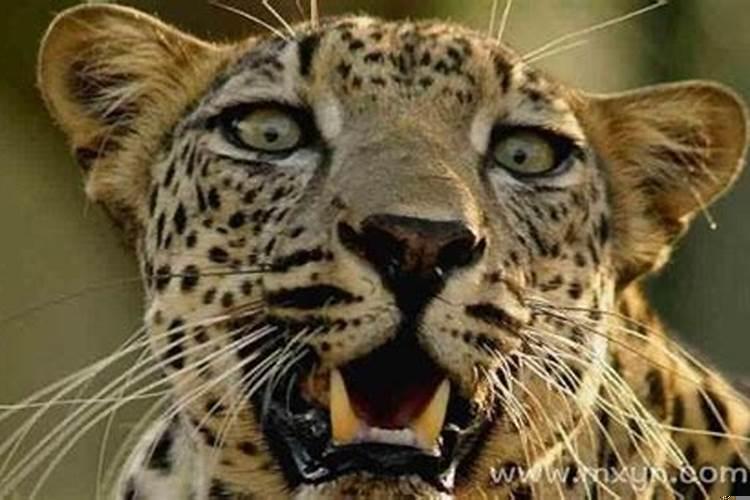 梦见豹子咬我是什么意思周公解梦