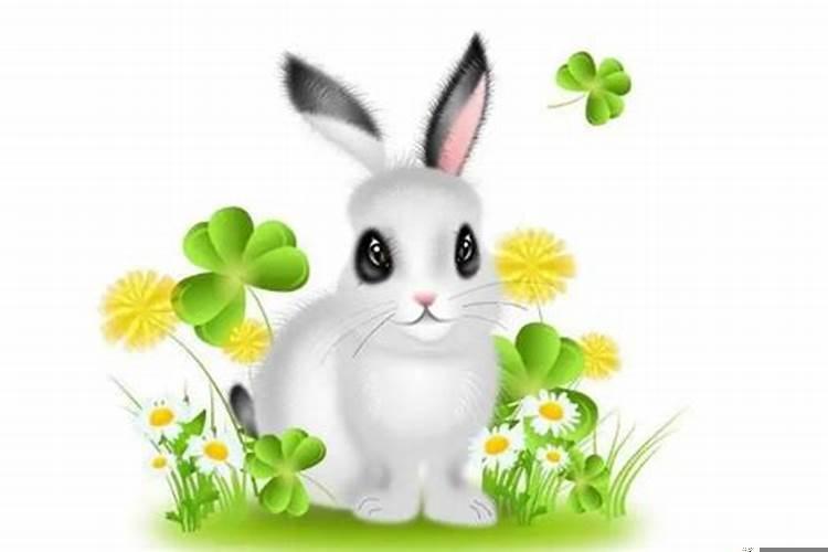 属兔的人感情不顺