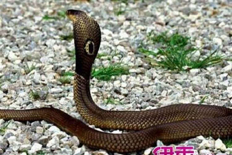 男人梦到蛇预示着什么