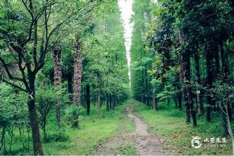 大林木命与涧下水水命婚姻相配吗