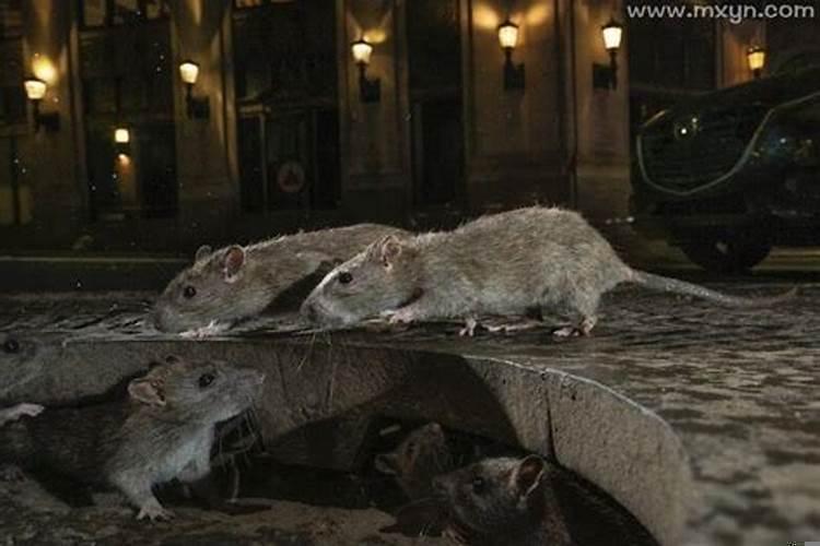 梦到老鼠到处跑是什么意思