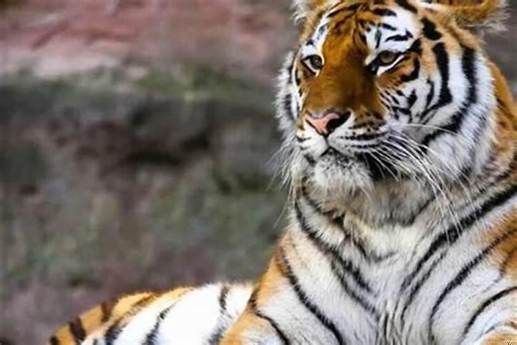 梦见老虎走来走去是什么意思