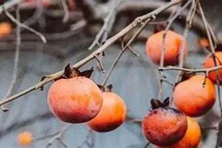 柿子树种在家门前面好吗?