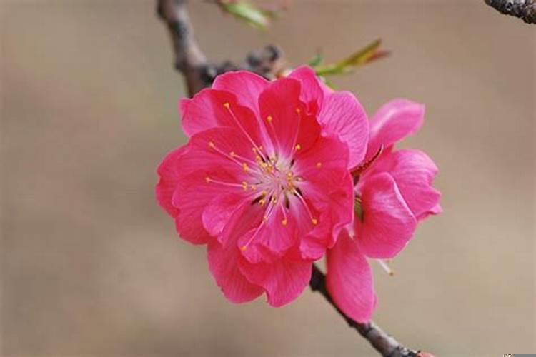 九月能给白羊座带来桃花运的花是什么