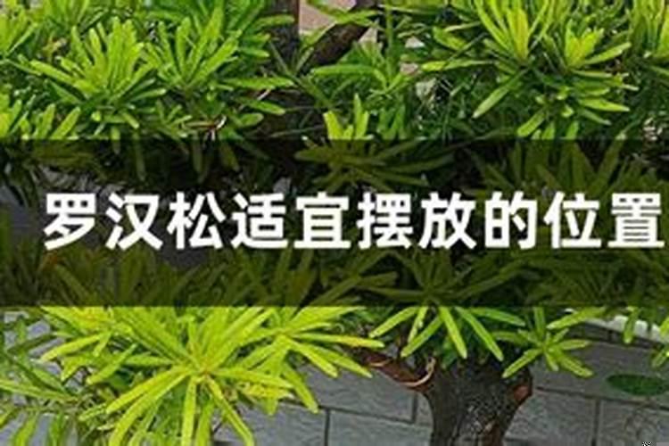 别墅大门口两边种罗汉松好吗