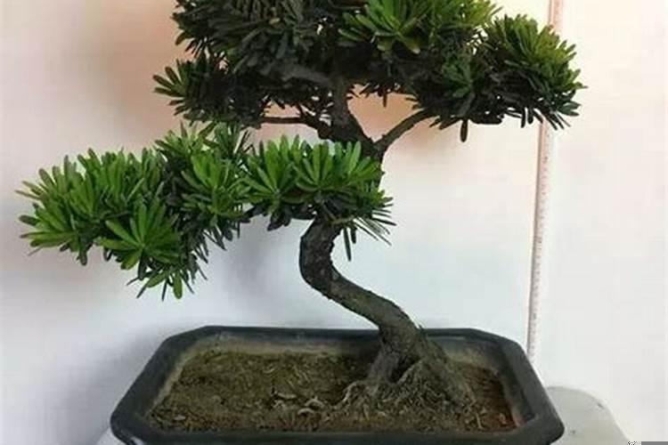 别墅大门口两边种罗汉松好吗