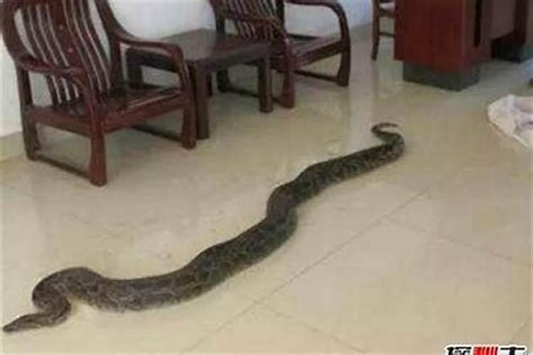 蛇进家门有什么征兆和预兆