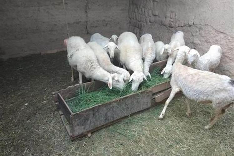 山羊雨天能放牧吗为什么