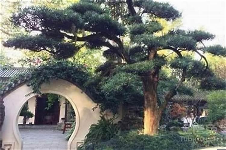 大门口种树风水好不好