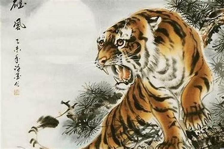 86年虎本命年运势如何