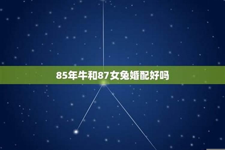 85年男牛和87年女兔的婚姻怎么样