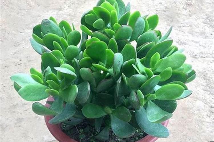 家里养什么植物辟邪