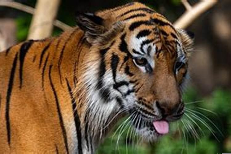 2025年哪个星座学业进步