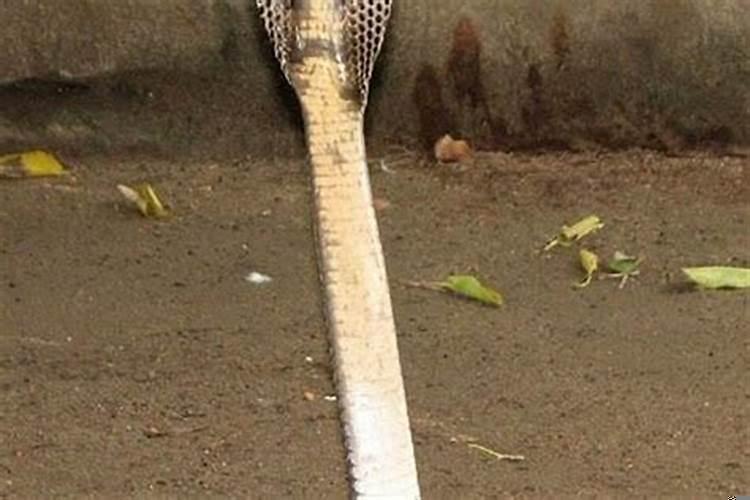 蛇进家门有什么征兆和预兆