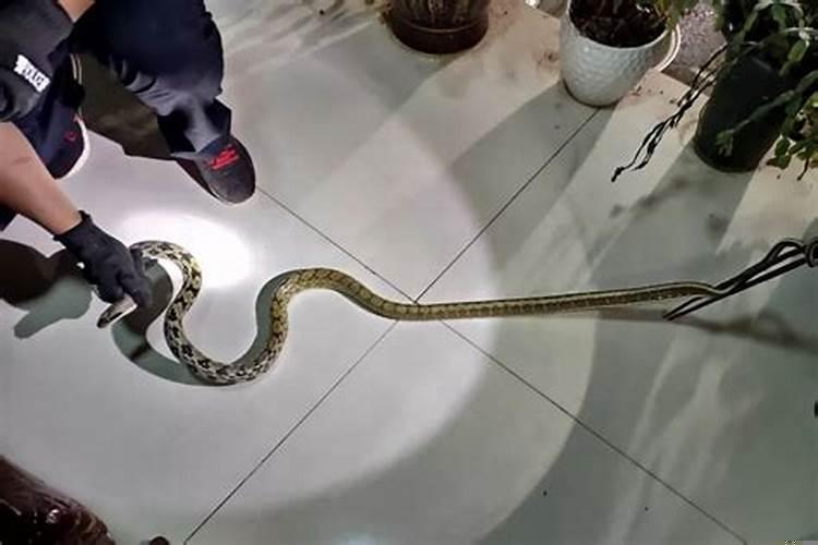 家里进蛇有什么预兆好不好